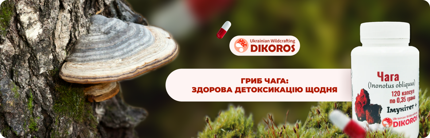 Мікродозінг гриб чага купити в DIkoros