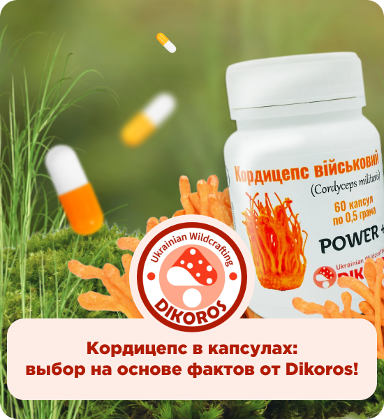 кордицепс капсулы купить от производителя Дикорос
