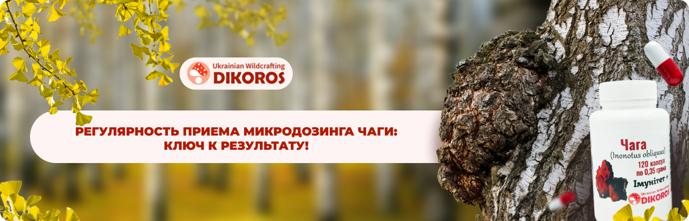 Купить микродозинг чаги у производителя Dikoros