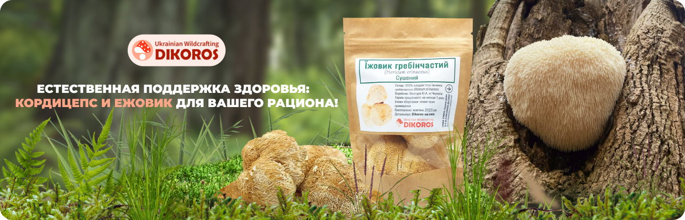 Приобрести ежовик гребенчатый в интернет-магазине Dikoros