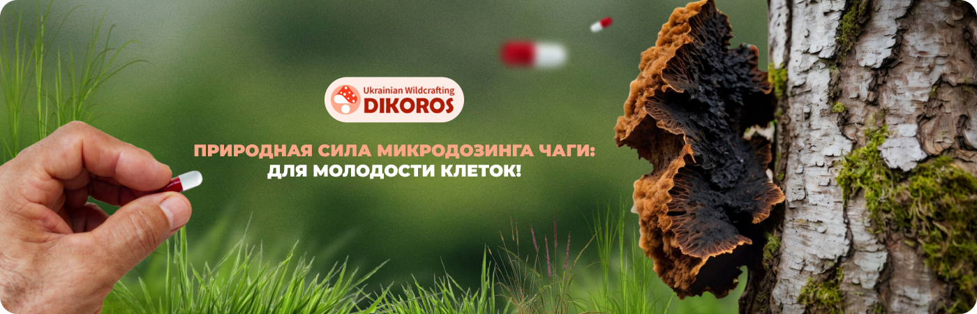 Купить микродозинг чаги от производителя Дикорос