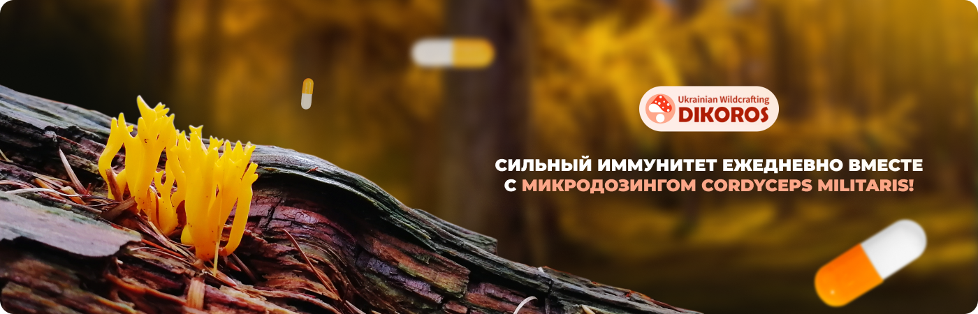 Купить кордицепс военный для иммунитета в Dikoros