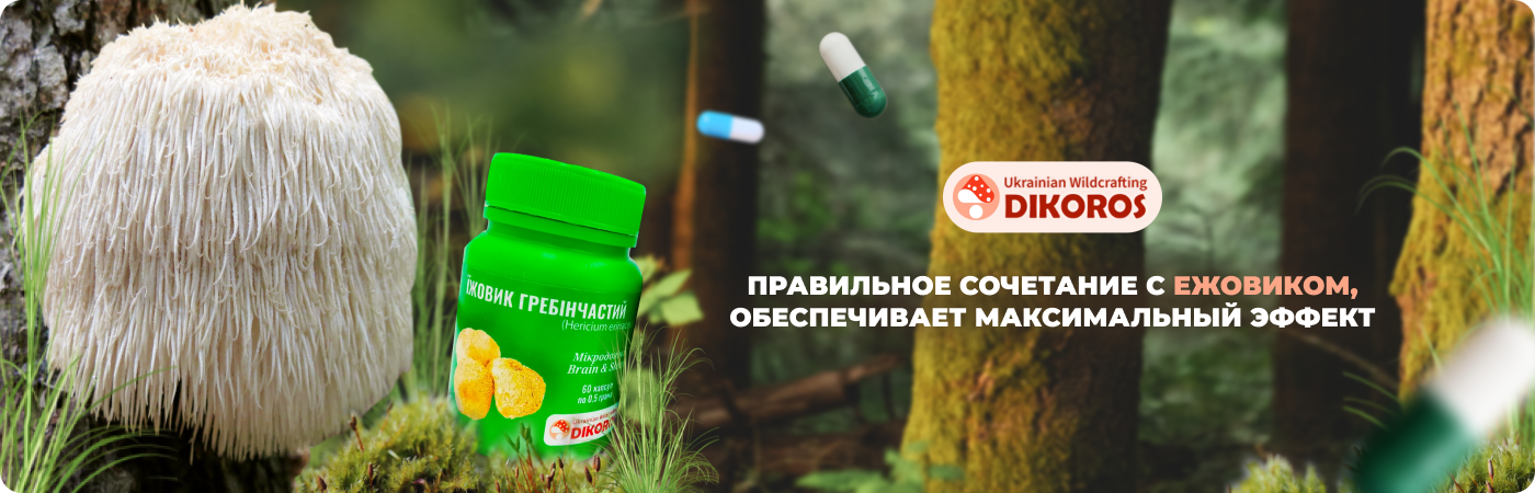 Купить микродозинг ежовик гребенчатый у производителя Dikoros