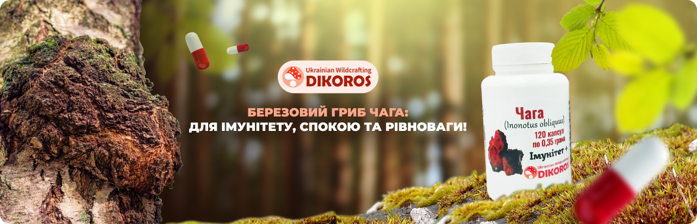 Придбати мікродозинг гриб Чага в капсулах в інтернет-магазині Дікорос
